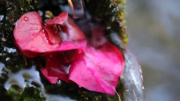流过洋红色布干维尔和苔的水流 — 图库视频影像