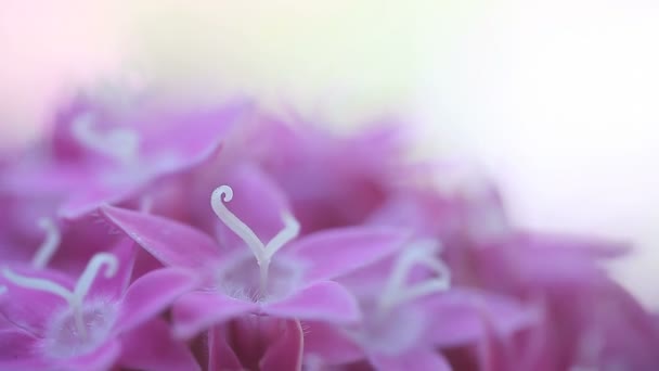 Makro Pentas Blommor Sommaren — Stockvideo