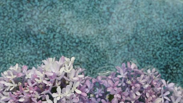 薰衣草色的花朵漂浮在图案陶瓷背景上 — 图库视频影像