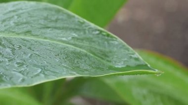 Büyük tropikal bir yaprak üzerinde su