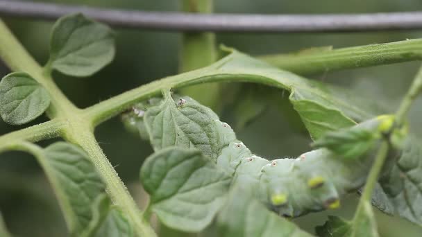 Tomaten Tabaks Hoorn Worm Beweegt Langzaam Door Een Tomatenplant — Stockvideo
