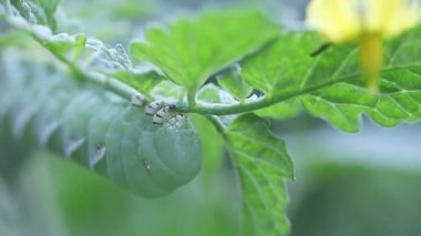 Bir domates bitkisi üzerinde domates veya tütün boynuzu solucan Makro