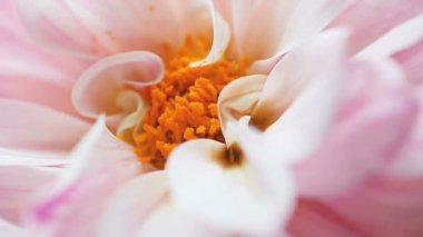 pembe ve kırmızı işaretler ile beyaz bir dahlia ortasına
