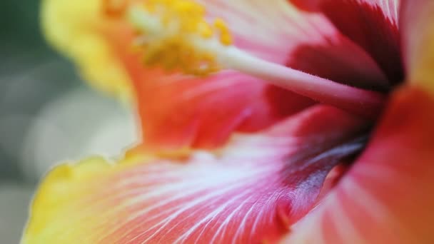 Close Van Levendige Tinten Van Een Hibiscus — Stockvideo