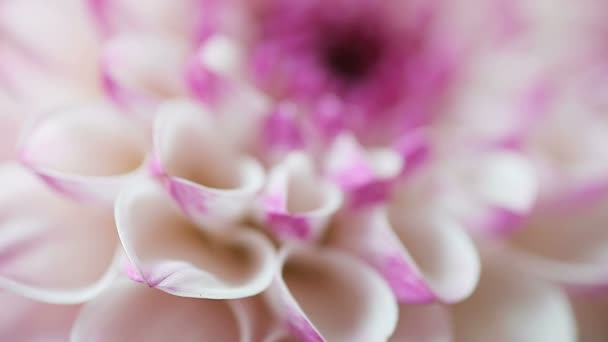 Macro Weergave Van Een Witte Dahlia Met Daarin Hartvormige Bloemblaadjes — Stockvideo