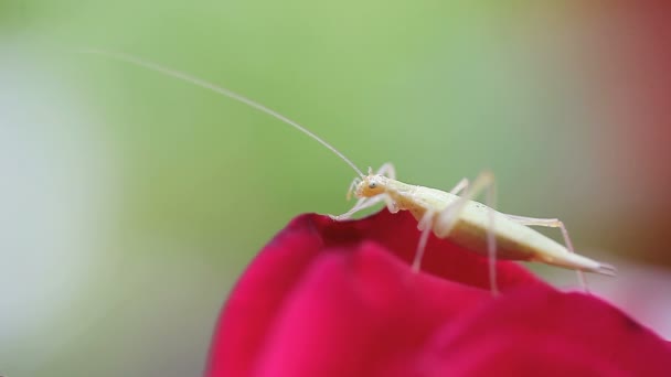 Insecto Verde Pálido Descansando Sobre Una Rosa Roja — Vídeos de Stock