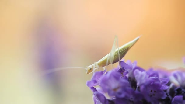 Katydid Bir Çiçeğin Ucunda Dengeler — Stok video