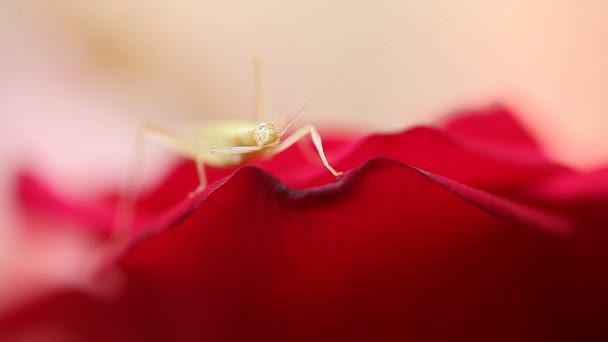 赤いバラの上のカティドは その足をきれいにします — ストック動画
