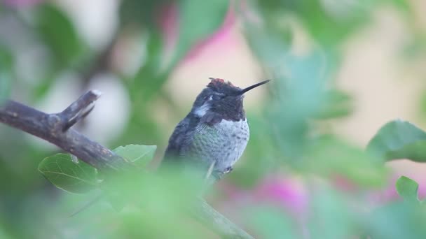 Hummingbird Undergoing Molt Perches Bush — Stock Video