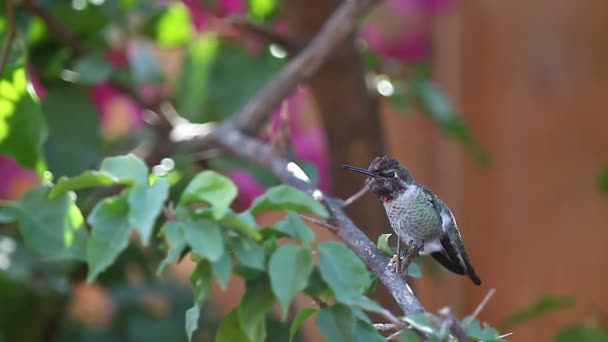 Giovane Maschio Cespuglio Spinoso Chiama Fuori Dal Suo Trespolo — Video Stock