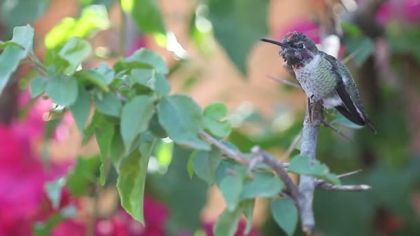 Mannelijke Kolibrie Zitstokken Een Tak Roept Zijn Stuurman — Stockvideo