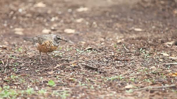 Burung Penyanyi Muda Hati Hati Mencari Sesuatu Untuk Dimakan — Stok Video