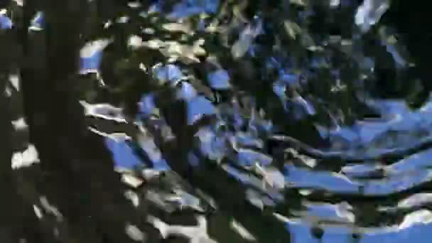 Eau coulant dans une petite fontaine avec audio d'eau et d'oiseaux 