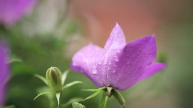 Yağmurlu bir öğleden sonra campanula veya bellflower yakın