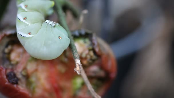 Macro Tomate Lombriz Aviar Tabaco Junto Tomate Medio Comido — Vídeo de stock