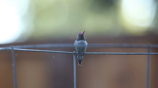 Alerte Oiseau Mue Près Oeil Regarde Son Compagnon Dessus Tête — Video