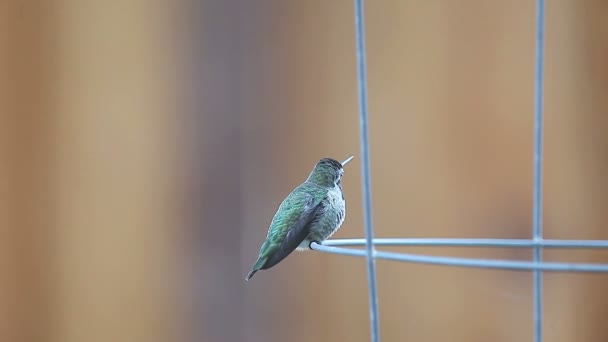 Ruby Throated Hummingbird Almost Falls His Perch While Eyeing His — Stock Video