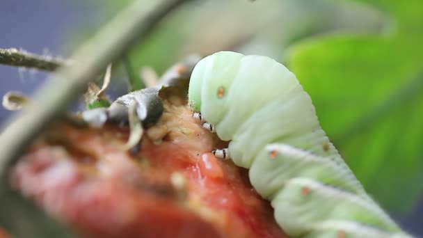 Nahaufnahme Von Tomate Oder Tabakhornwurm Der Eine Gartentomate Frisst — Stockvideo
