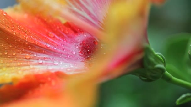 Regentropfen Auf Einer Lebhaften Tropischen Hibiskusblüte — Stockvideo