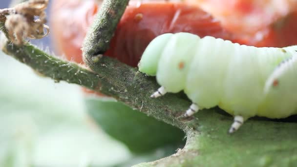 Vista Macro Una Larva Grande Navegando Por Una Planta Tomate — Vídeos de Stock