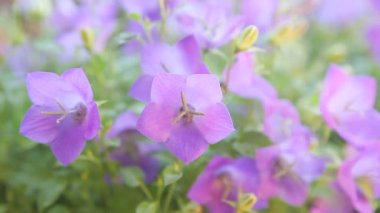 Campanula veya çan çiçeklerinin yakından görünümü