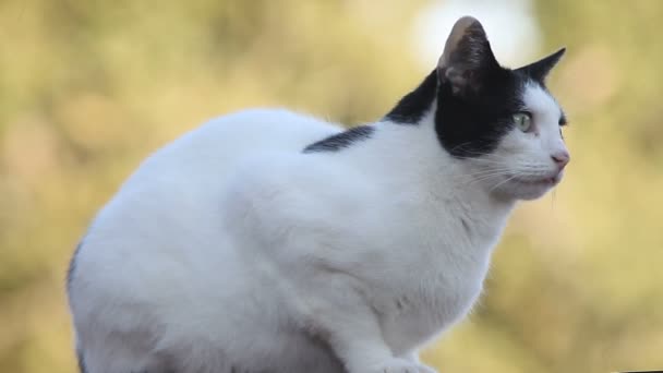 Kot Ogrodzeniu Zegarki Ptaki Aparat Fotograficzny — Wideo stockowe