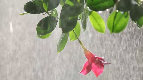 水やり中の容器にぶら下がる植物 — ストック動画