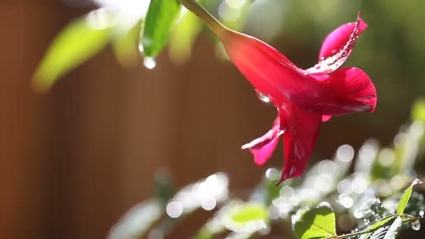 Mandevilla Hängetopf Mit Nandinapflanze Vordergrund — Stockvideo