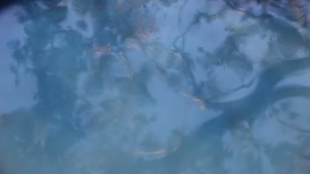 Odraz Stromu Keramickém Kontejneru Naplněného Vodou — Stock video