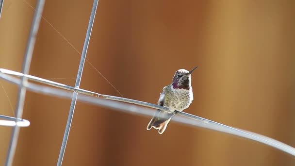 年轻的蜂鸟摆动他的头和划痕 因为他栖息在电线上 — 图库视频影像