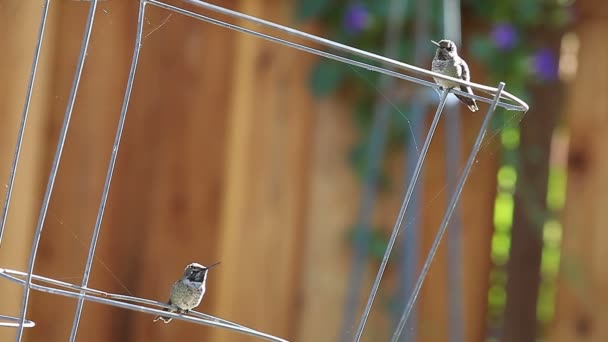 两只蜂鸟在栖息在电线结构上时相互影响 — 图库视频影像