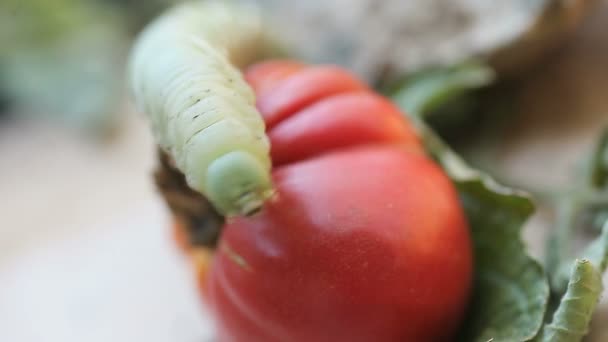 Una Plaga Común Jardín Parece Estar Atacando Pero Solo Está — Vídeos de Stock