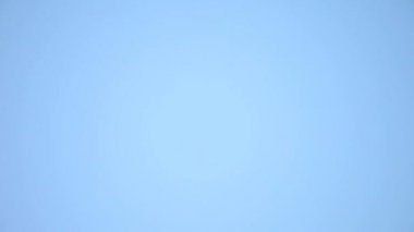 Mavi gökyüzüne karşı havada uçan kargalar