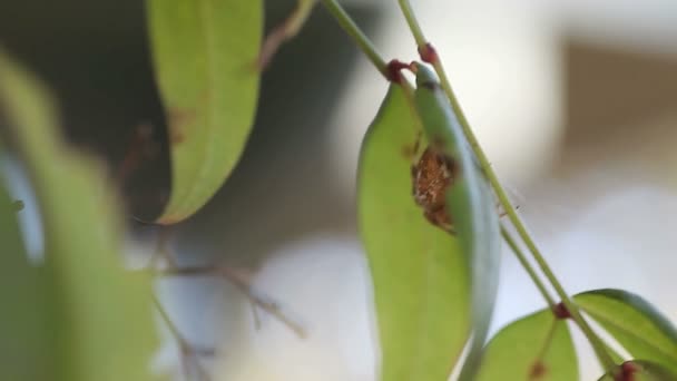 Zahradnický Pavouk Rozčiluje Přesunut List Který Vztahuje — Stock video
