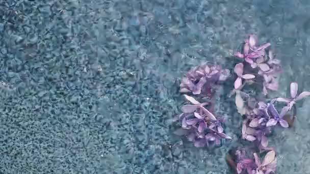 Hydrangea Florets Ceramic Dish Water — Stock Video
