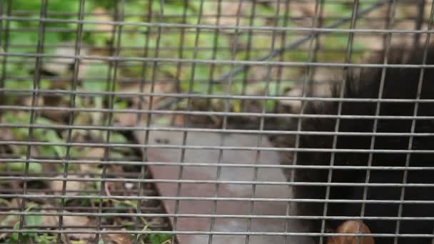 Gartenschädling Humaner Falle Gefangen — Stockvideo