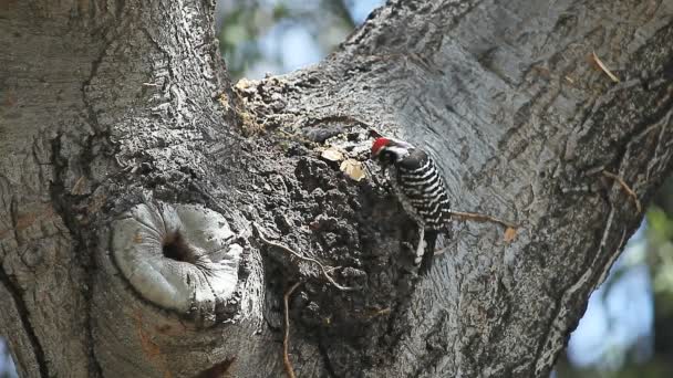 Pássaro Quintal Cavando Larvas Tronco Árvore — Vídeo de Stock