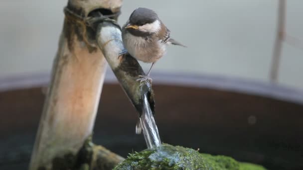 Closeup Young Songbird Drinking Water — Stock Video