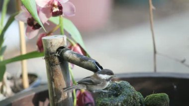 Yeni teşekküllü ötücü kuşlar yıpranmış, yosun kaplı çeşme kontrol