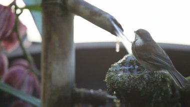 Acemi chickadee bir kaplıca gününde kendini yeniler