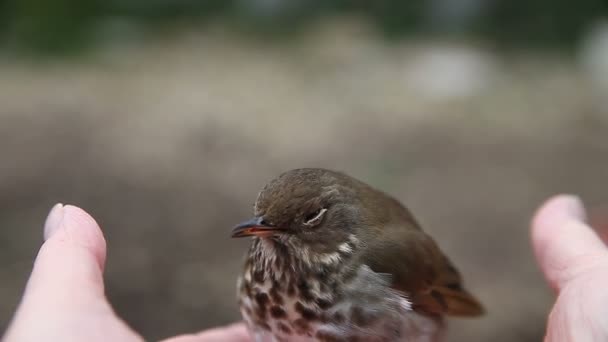 从飞入窗口恢复的幼鸟 — 图库视频影像