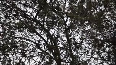 Yumuşak bir esinti ile Meşe ağaçları
