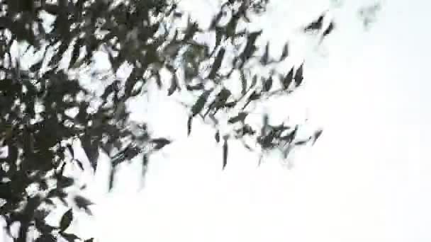 微风天上的橡树叶 — 图库视频影像