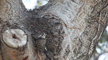 Aç bir kuş bir meşe ağacında grubs ve böcekler arar