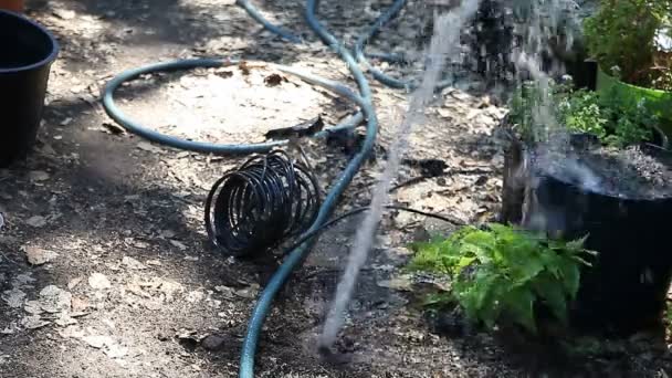 Air Memancar Keluar Dari Pembukaan Sistem Sprinkler Halaman Belakang — Stok Video