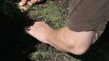 Adam bir dichondra çim eski bir fıskiye kafası etrafında kazmak için el ve bıçak kullanır.
