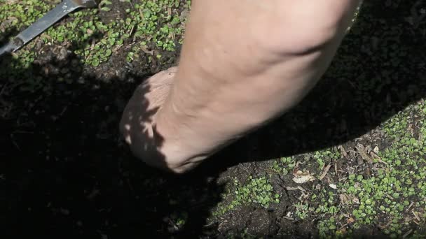 一个男人伸手到泥水中松开一个旧的灌溉头 — 图库视频影像