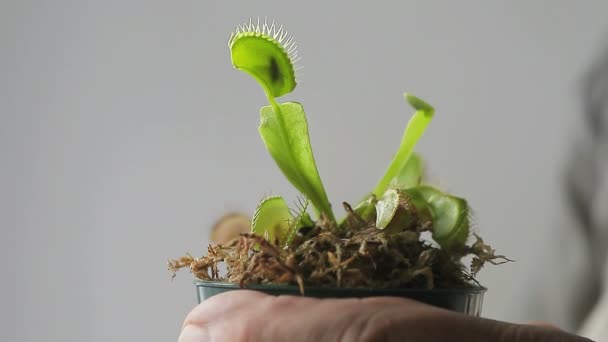 Hombre Sostiene Una Planta Carnívora Que Cogido Una Mosca — Vídeo de stock