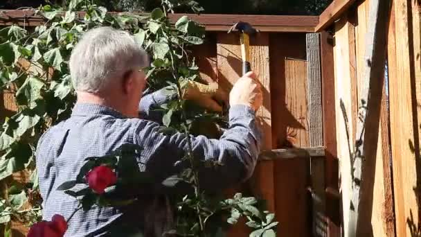 Hombre Mayor Martillando Una Estructura Para Escalar Rosas — Vídeo de stock