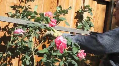 Yaşlı bir adam bir çit karşı ahşap bir yapı arkasında yayılan bir bitki düzenler